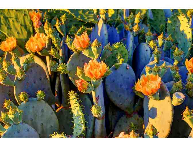 Cactus Blossum Sunset