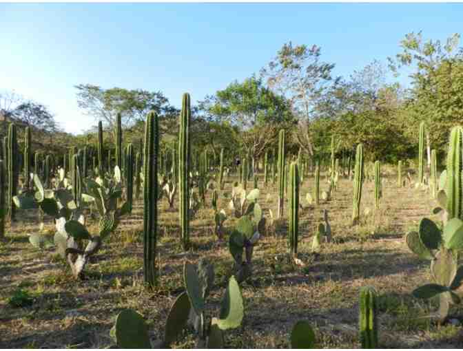 Costa Rica Labyrinth Experience