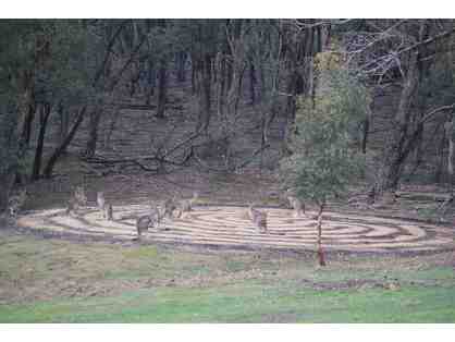 Kangaroos on the Labyrinth