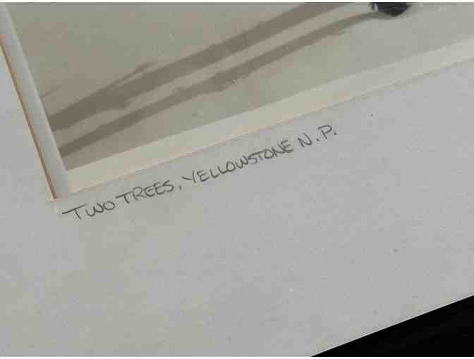 Two Trees, Yellowstone N.P. | Framed Black & White Photography