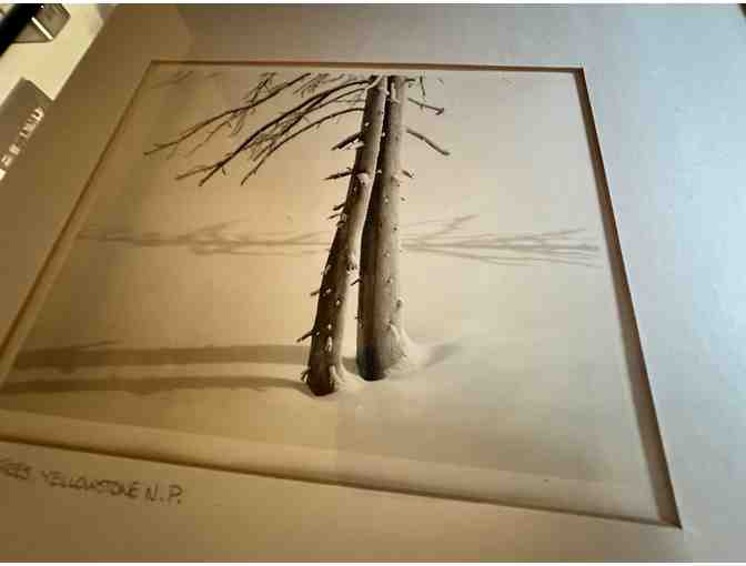 Two Trees, Yellowstone N.P. | Framed Black & White Photography