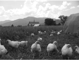 Pasture-raised Frozen Chickens, Monitor Barns Farm