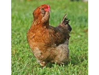 Pasture-raised Frozen Chickens, Monitor Barns Farm