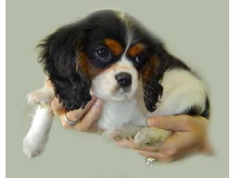 King Charles Spaniel Puppy, Gucci, and Training