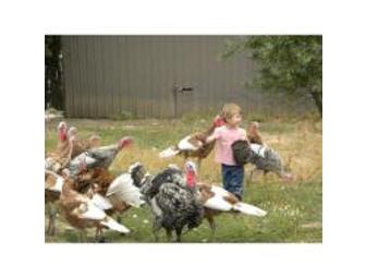 Kookoolan Farms Cheese Making Class