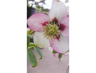 Portland Nursery & Garden Center - $35 Gift Card