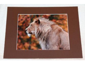 Matted Lion Print