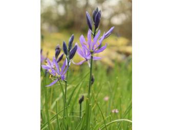 Matted Camas Lily Flower Print