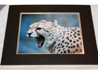 Matted Cheetah Print