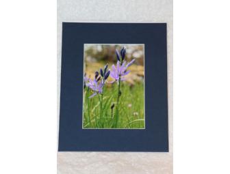 Matted Camas Lily Flower Print