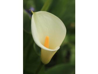 Five note card set of flowers