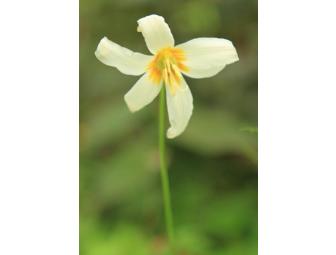 Five note card set of flowers