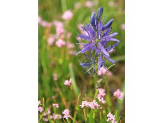 Five note card set of flowers