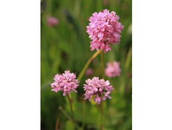 Five note card set of flowers