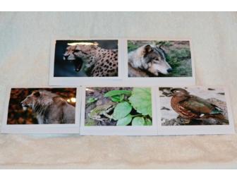 Five note card set of wildlife