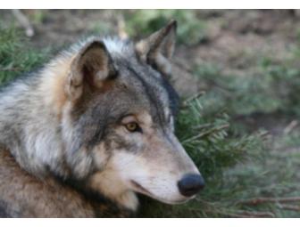 Five note card set of wildlife