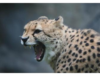 Five note card set of wildlife