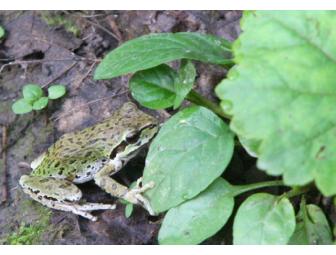 Five note card set of wildlife