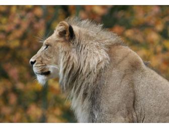 Five note card set of wildlife