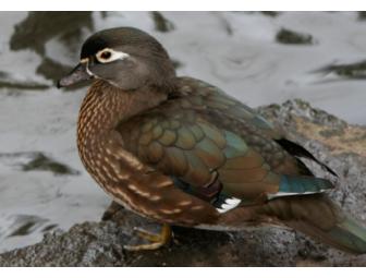 Five note card set of wildlife