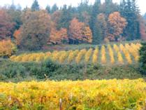 Ankeny Vineyard Wine Tasting & Vineyard Tour