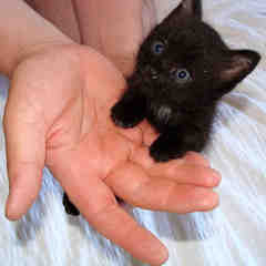 Paw in Hand Pet Care