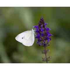 Sense of Wonder Coaching