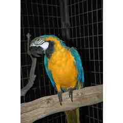 Charlie Chaplin-Blue and Gold Macaw