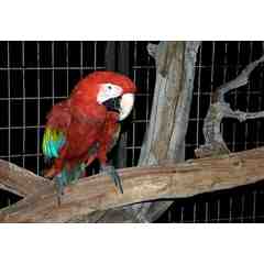Scarlett O'Hara-Green Wing Macaw