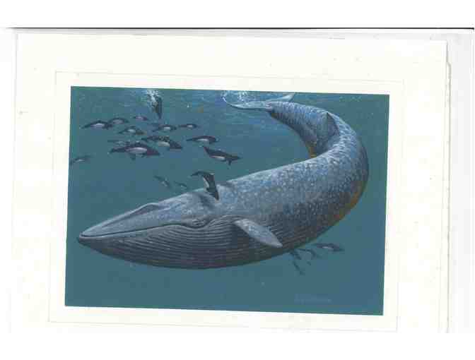 Blue Whale - Photo 1