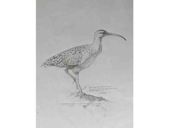 Bristle-thighed Curlew - Photo 1