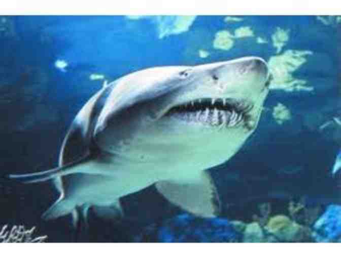 (4) Passes to ADVENTURE AQUARIUM in Camden NJ