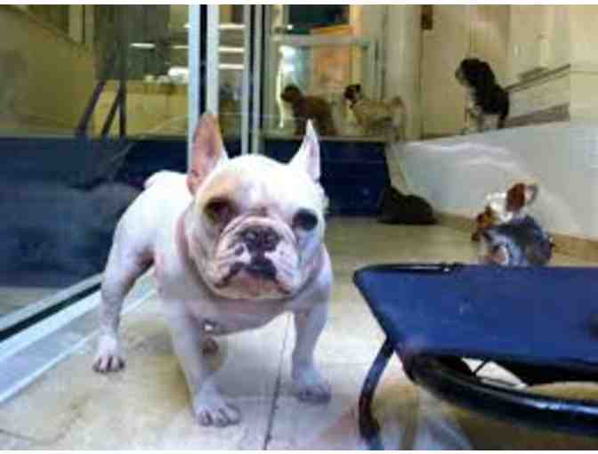 3-Day Total Wellness Experience at BISCUITS & BATH DOG RETREAT