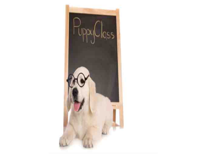 KATE PERRY - Package of Four Puppy Socialization Classes