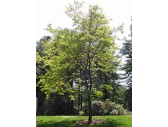 Deciduous Tree Planted in Your Yard
