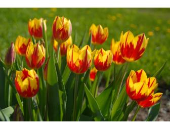 Five Pots of Spring Bulbs from Horsford Garden & Nursery