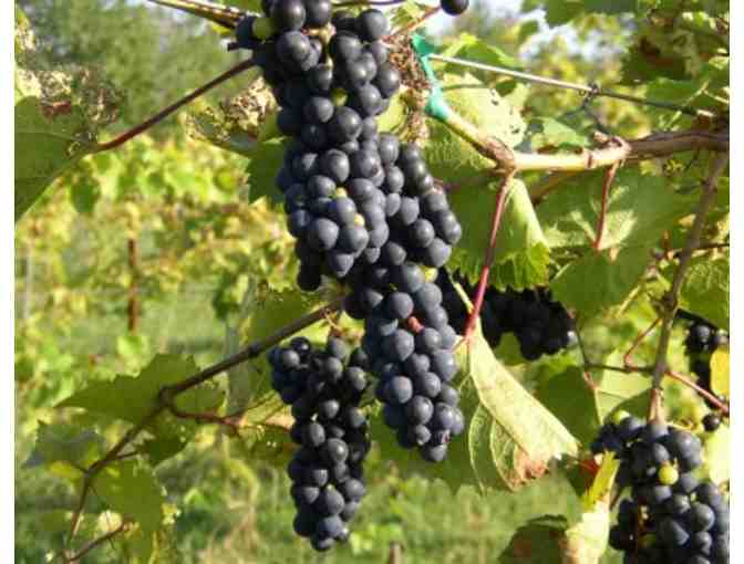 Shelburne Vineyard -Two Full Wine Tastings & Souvenir Wine Glasses