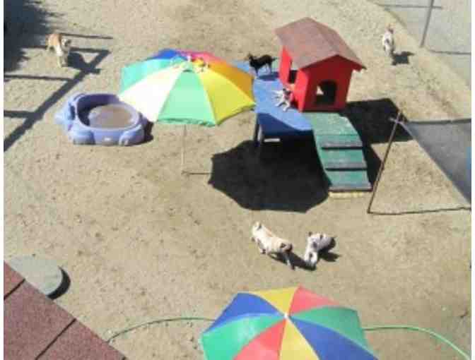 Gift card to Gulliver's Doggie Daycare