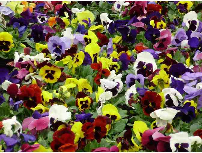 $25 Gift Certificate to Claussen's