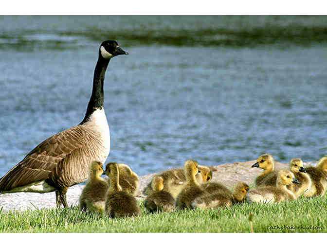 One year family membership to Shelburne Farms