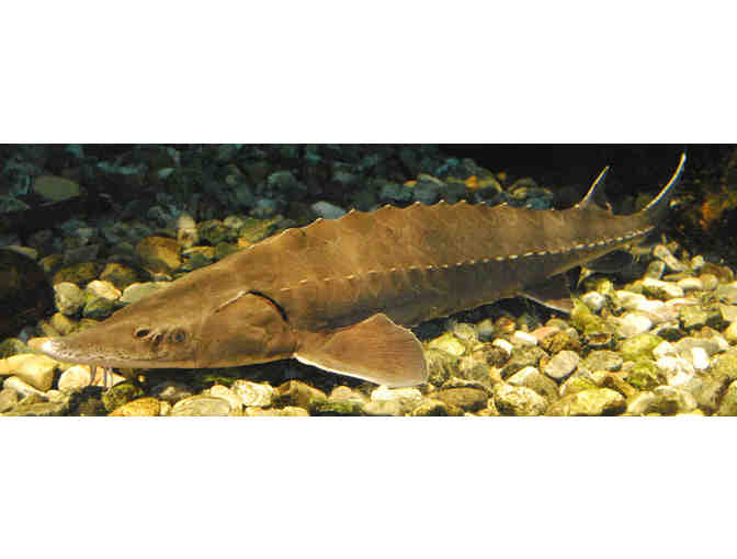 Small Family Membership to Echo Science Museum