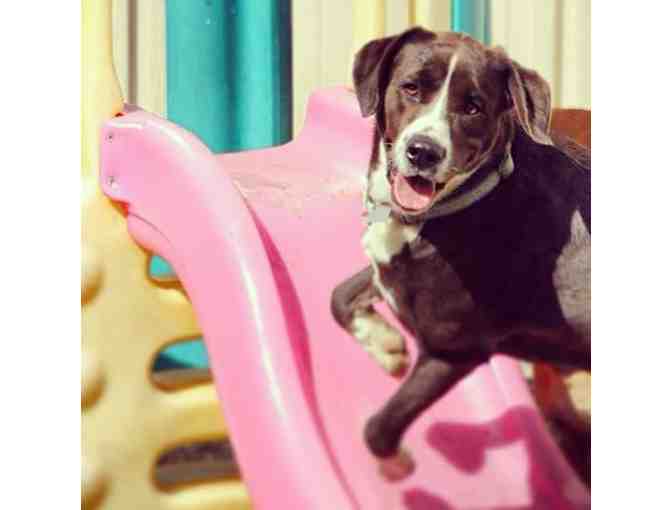 Doggie daycare from Oh My Dog