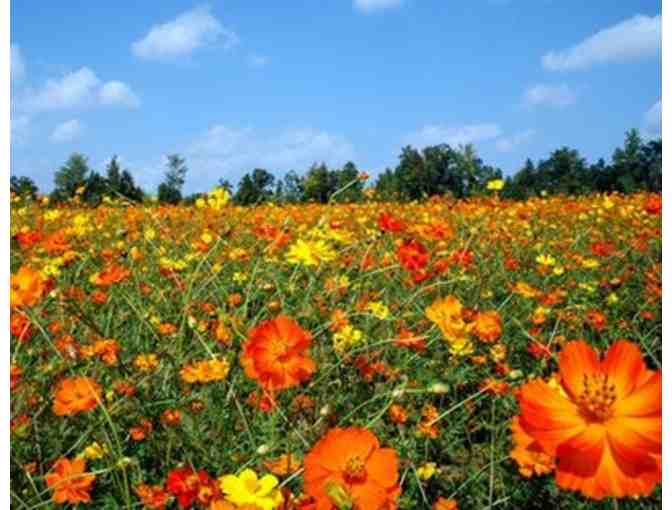 $50 Gift Certificate to Vermont Wildflower Farm