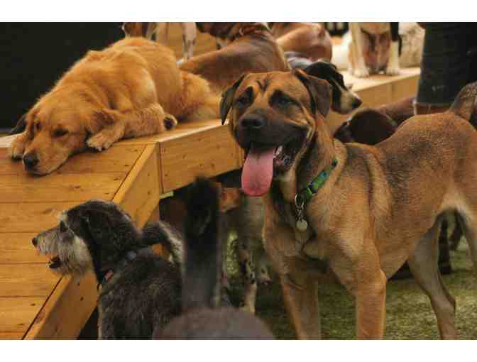 Doggie daycare from Oh My Dog