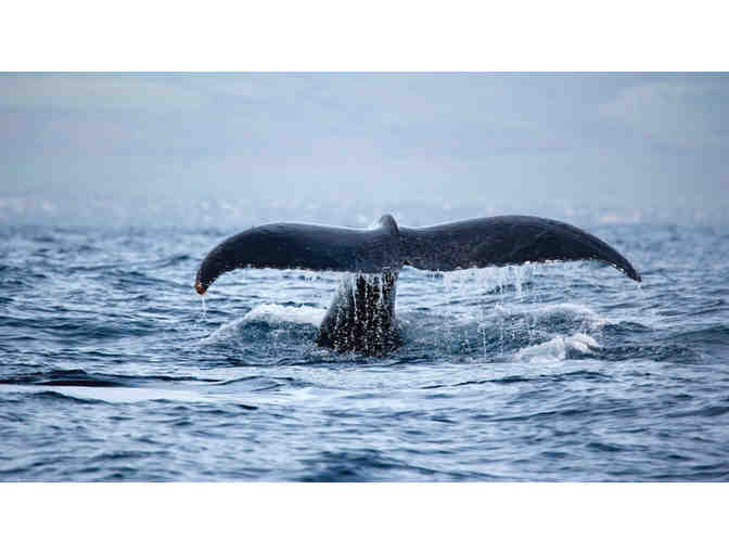 Whale Watch Tour for Two (2) with Hawaii Nautical