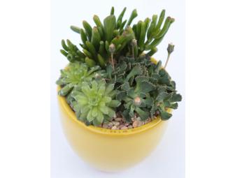 Potted Succulent Arrangement and $25 Gift Certificate