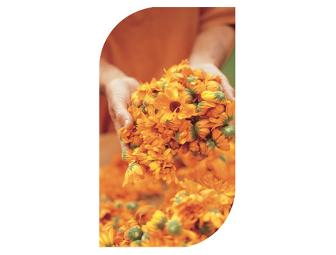 Holistic skin care treatment with Dr. Hauschka products