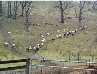 Day in the Life of a Sheep and Wool Farmer
