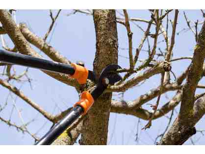 Professional Tree Pruning or Removal