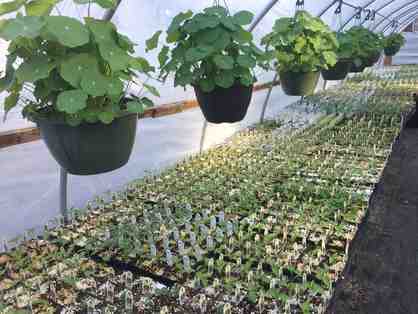 Voss Organics $25 Gift Certificate for Seedlings of Your Choice